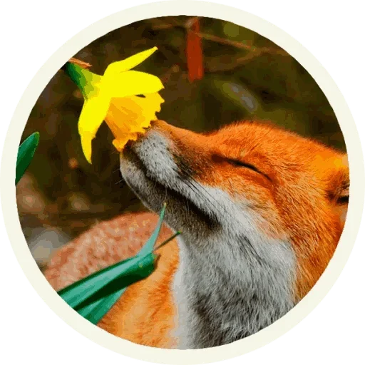 Стикер из набора "Foxx for Telegram"