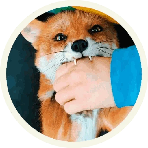 Стикер из набора "Foxx for Telegram"