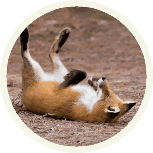 Sticker from the "Foxx for Telegram" sticker pack