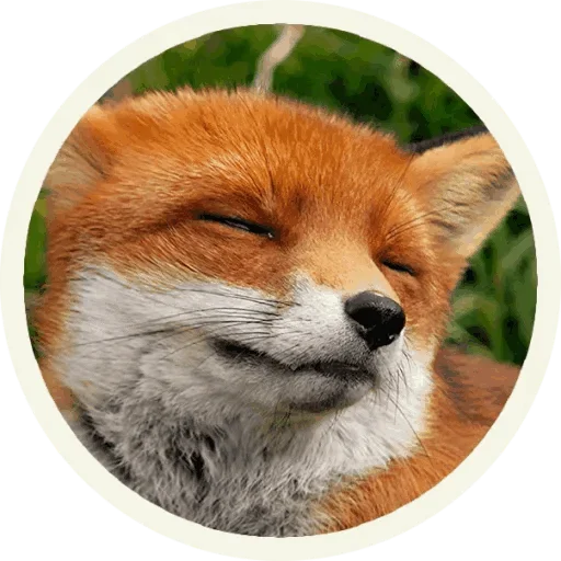 Стикер из набора "Foxx for Telegram"