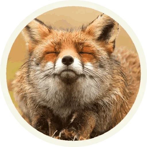 Sticker from the "Foxx for Telegram" sticker pack