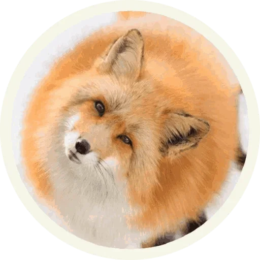 Sticker from the "Foxx for Telegram" sticker pack