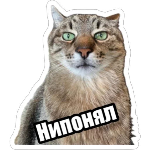 Sticker from the "Экстракт" sticker pack