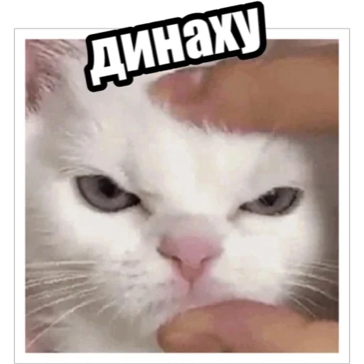 Sticker from the "Экстракт" sticker pack