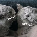 Telegram sticker pack "КотикЦмок"