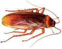 Telegram sticker pack "Cockroach"