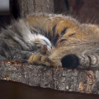 Стикер из набора "Manul"