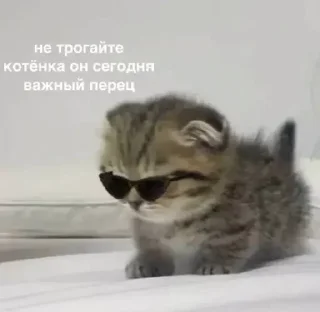 Telegram sticker pack "Котики и фразочки"