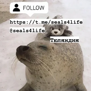 Telegram sticker pack "seals4life"