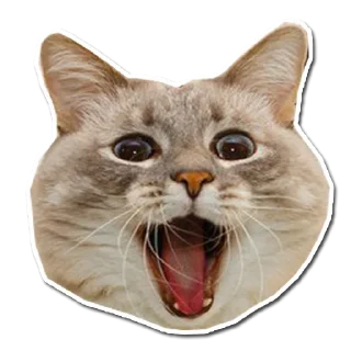 Telegram sticker pack "Котончик"