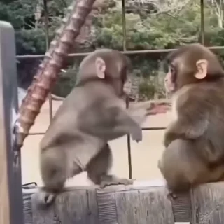 Стикер из набора "Monkeys"