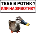 Telegram sticker pack "Злая утка"