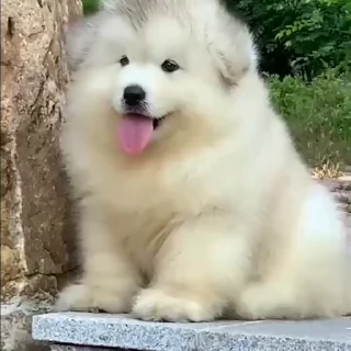 Стикер из набора "Samoyed"