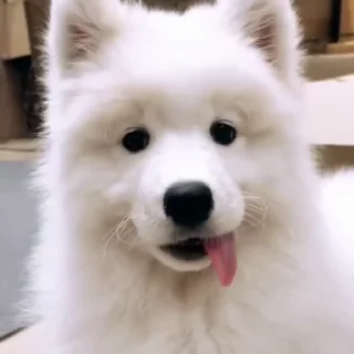 Стикер из набора "Samoyed"