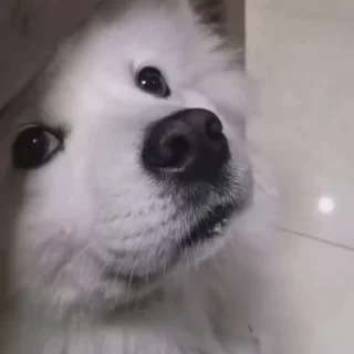 Стикер из набора "Samoyed"