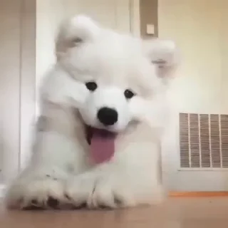 Стикер из набора "Samoyed"