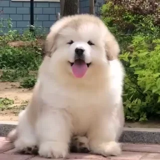 Стикер из набора "Samoyed"