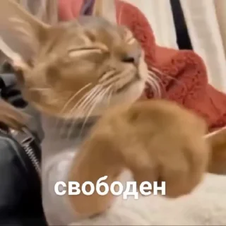 Стикер из набора "Kiten"