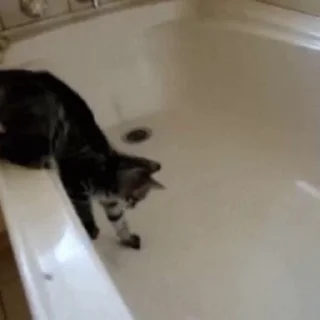 Стикер из набора "🐱🫧🧼🛁"