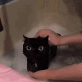 Стикер из набора "🐱🫧🧼🛁"