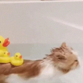 Стикер из набора "🐱🫧🧼🛁"