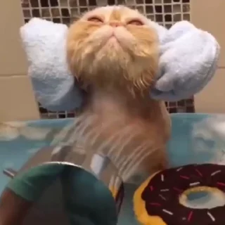 Стикер из набора "🐱🫧🧼🛁"