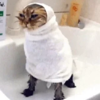 Стикер из набора "🐱🫧🧼🛁"