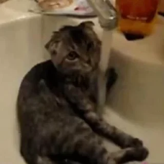 Стикер из набора "🐱🫧🧼🛁"