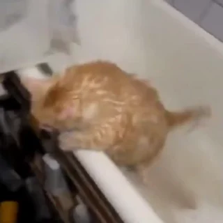 Стикер из набора "🐱🫧🧼🛁"