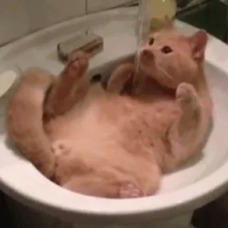 Стикер из набора "🐱🫧🧼🛁"