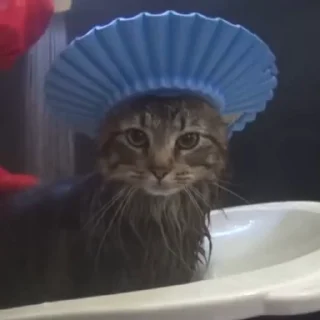 Стикер из набора "🐱🫧🧼🛁"