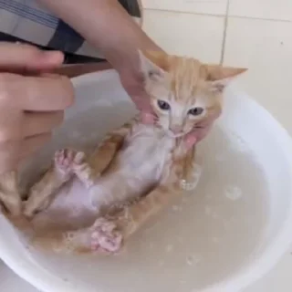 Стикер из набора "🐱🫧🧼🛁"