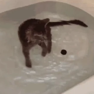 Стикер из набора "🐱🫧🧼🛁"