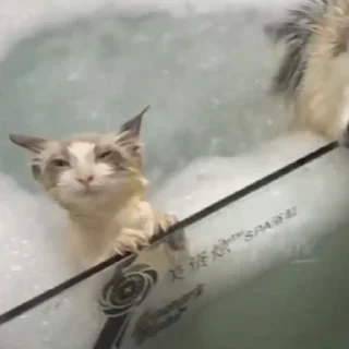 Стикер из набора "🐱🫧🧼🛁"