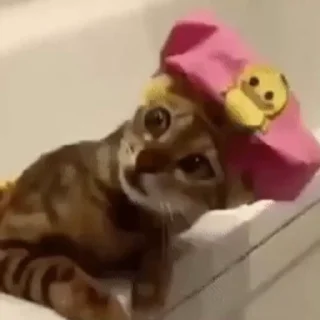 Стикер из набора "🐱🫧🧼🛁"