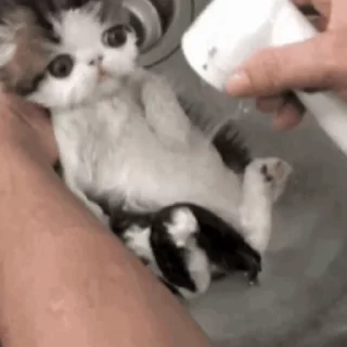 Стикер из набора "🐱🫧🧼🛁"