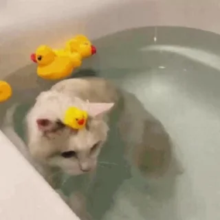 Стикер из набора "🐱🫧🧼🛁"