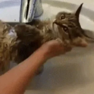 Стикер из набора "🐱🫧🧼🛁"