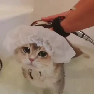 Стикер из набора "🐱🫧🧼🛁"