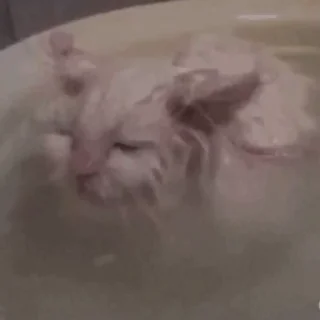 Стикер из набора "🐱🫧🧼🛁"