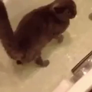 Стикер из набора "🐱🫧🧼🛁"