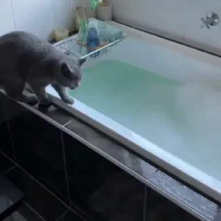 Стикер из набора "🐱🫧🧼🛁"