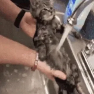 Стикер из набора "🐱🫧🧼🛁"