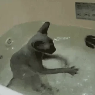 Стикер из набора "🐱🫧🧼🛁"