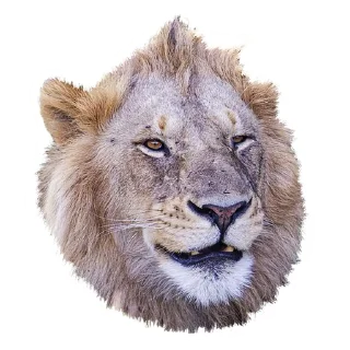 Telegram sticker pack "Lion life"