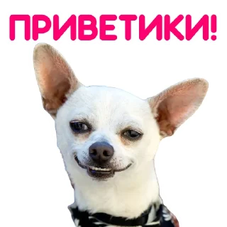 Telegram sticker pack "ЧИХУАХУА"