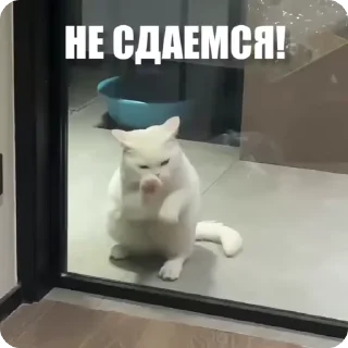 Стикер из набора "Мемы с животными"