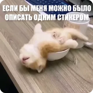 Стикер из набора "Мемы с животными"