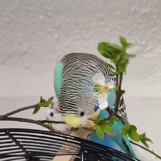 Стикер из набора "parrot🦜💕"