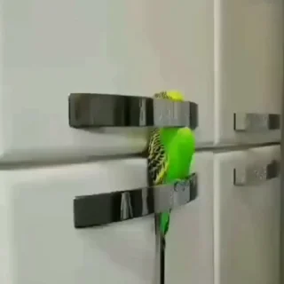 Стикер из набора "parrot🦜💕"